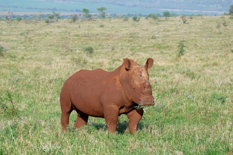 White rhinoceros, white rhino or square-lipped rhinoceros (Ceratotherium simum) covered with red