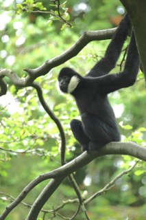 Northern white-cheeked gibbon (Hylobates leucogenys), adult, male, white-cheeked gibbon, gibbons