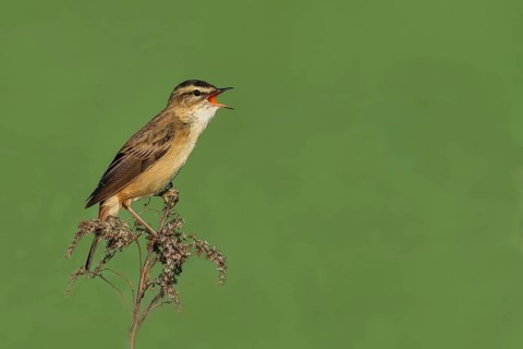 Sedge Warbler (Acrocephalus schoenobaenus), singing from a raised lookout, Austria, Europe