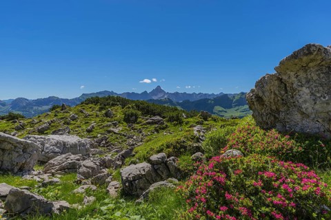 Rhododendrons (Rhododendron), Koblat on the Nebelhorn, behind it the Hochvogel, 2592m, Allgäu Alps,