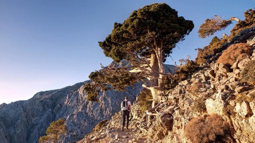 Gnarled old tree, hiker on hiking trail, Gingilos, hiking on the Gingilos, morning light, cloudless