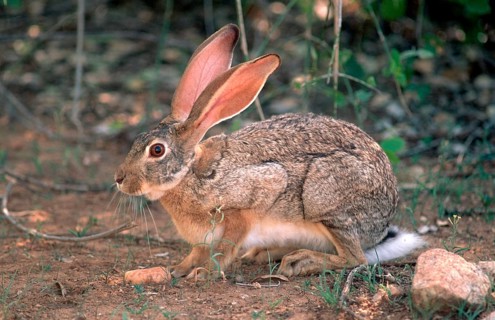 Cape hare (Lepus capensis), Karoo National Park, South Africa, page, Africa