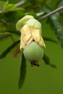 Passion flower, fruit (Passiflora edulis forma edulis)