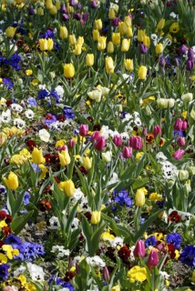Bed of flowers with Tulips and Pansies (Viola hybrida)