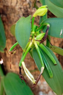 Vanilla (Vanilla planifolia), blossom, Nosy Be, Madagascar, Africa