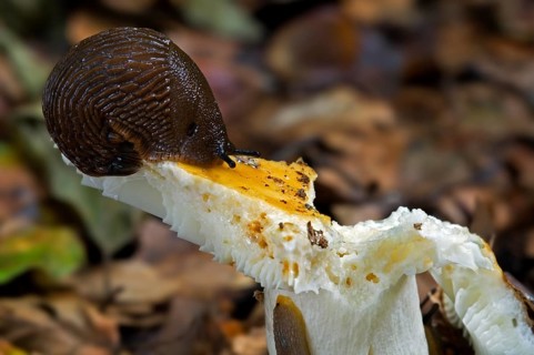 European red slug (Arion rufus), large red slug eating mushroom in forest