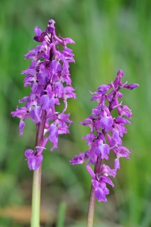 Early purple early purple orchid (Orchis mascula) in a meadow, Belgium, Europe