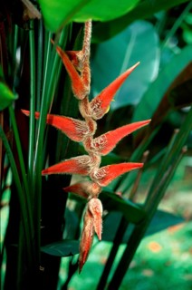 Lobster Claw (Heliconia vellerigera)