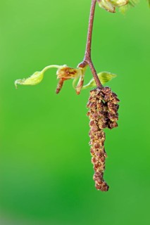 Alder (Alnus glutinosa), Germany, Europe