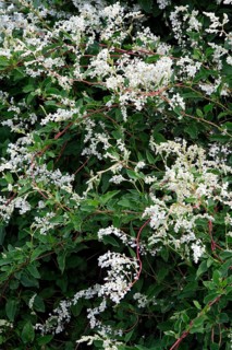 Silver Lace Vine (Fallopia aubertii)