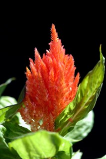 Plumed cockscomb (Celosia argentea var. plumosa)