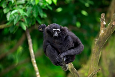 Dark-handed Gibbon, Agile Gibbon (Hylobates agilis)
