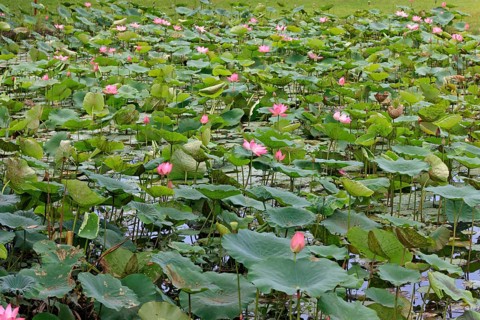 Indian Lotus (Nelumbo nucifera), Kota Kinabalu, Sabah, Borneo, Malaysia, Asia