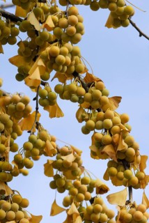 Young (Ginkgo biloba) rnhaar tree fruits
