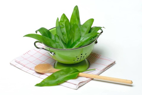 Ramsons (Allium ursinum) leaves in carbon copy, sieve, wooden spoon