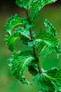 Spearmint (Mentha spicata) peppermint