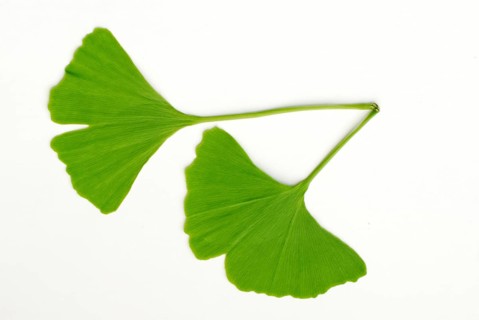 Maidenhair tree (Ginkgo biloba), leaves