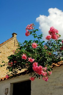Climbing roses over wall, Flanders, Dam, West Flanders, Belgium, Europe