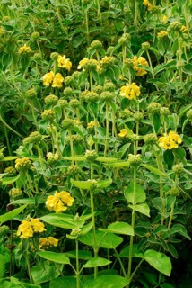 Bush fireweed (Phlomis fruticosa)