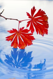 Downy Japanese Maple (Acer japonicum), Autumn leaves