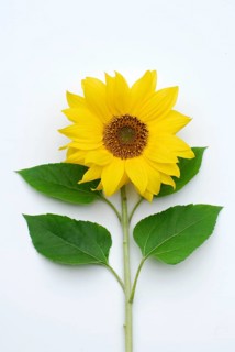 Sunflower (Helianthus annuus)