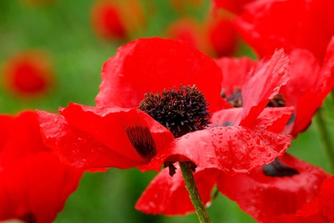 DrugPapaver bracteatum (Papaver bracteatum) Armenian