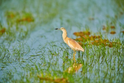 Squacco heron (Ardeola ralloides) in a paddy field, hunting, ebro delta, Catalonia, Spain, Europe