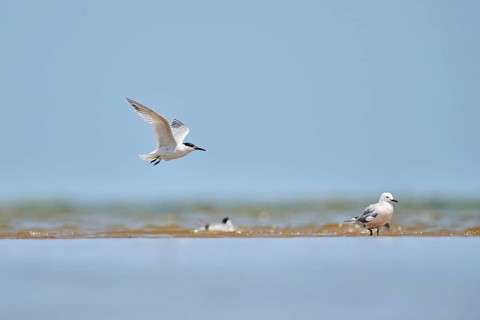 Sandwich tern (Thalasseus sandvicensis) flying in the sky, hunting, ebro delta, Catalonia, Spain,
