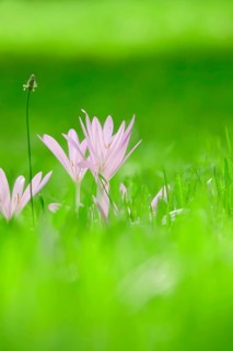 Autumn crocus (Colchium speciosum), September, Saxony, Germany, Europe