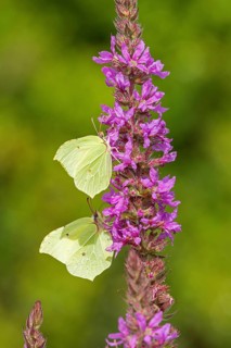 Butterflies collecting nectar, brimstone (Gonepteryx rhamni), purple loosestrife (Lythrum