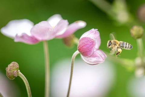 Honey bee approaching autumn anemone, Hamburg, Germany, Europe