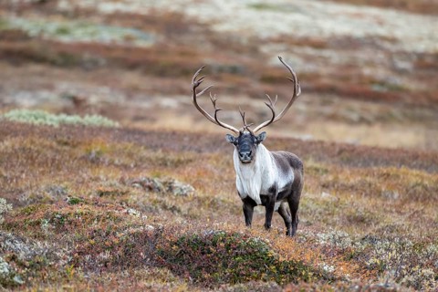 Wild mountain reindeer (Rangifer tarandus tarandus), bull in autumn tundra, Forollhogna National