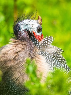 Portrait of Helmeted Guinea Fowl (Numida meleagris)