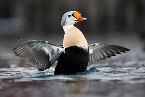 King eider (Somateria spectabilis), also known as King Eider, male with outstretched wings,