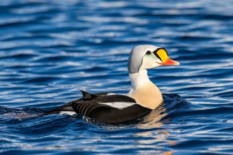 King eider (Somateria spectabilis), male, winter, Batsfjord, Båtsfjord, Varanger Peninsula,