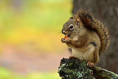 Squirrel (Sciurus) sitting on a branch and eating a pine cone, Denali National Park, Alaska