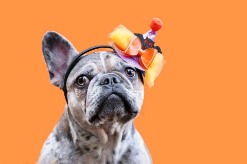 Portrait of merle French Bulldog dog with Halloween costume party hat on orange background