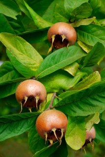 Common medlar (Mespilus germanica)