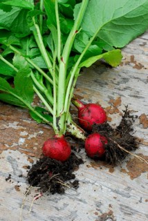 Radish ( Raphanus sativus sativus)