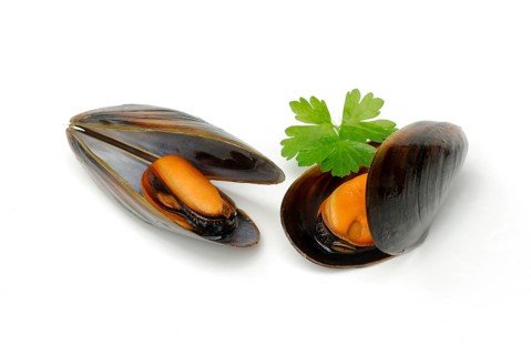 Mytilus (Mytilus edulis)