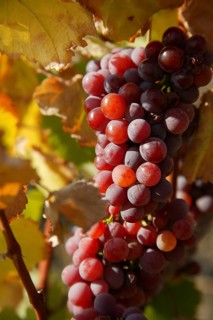 Vine. The wine-growing region of Saxony is one of the smallest and most north-easterly in Germany.
