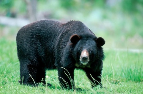 Asiatic Black Bear (Ursus thibetanus) (Selenarctos thibetanus), side