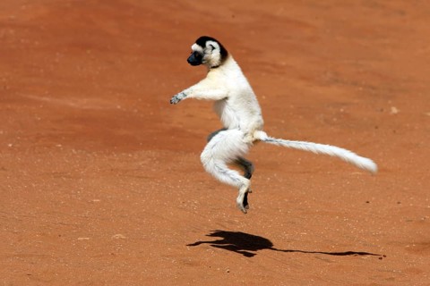 Verreaux's Sifaka, Berenty Private Reserve (Propithecus verreauxi verreauxi), side, exempt,