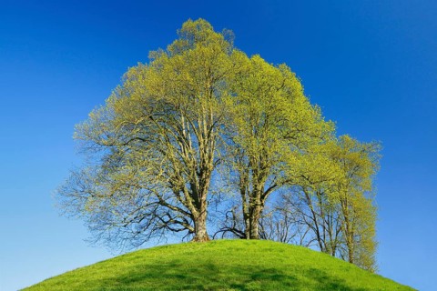 Lime tree, Tilia spec., Basel Country, Switzerland, Europe