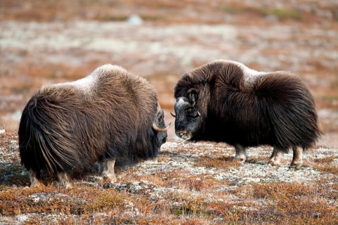 Musk ox (Ovibos moschatus), autumn, Dovrefjell National Park, Norway, Europe