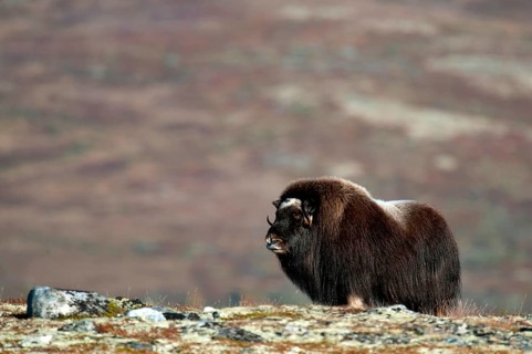 Musk ox (Ovibos moschatus), autumn, Dovrefjell National Park, Norway, Europe