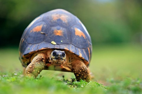 Madagascar Radiated Tortoise, Seychelles (Geochelone radiata)