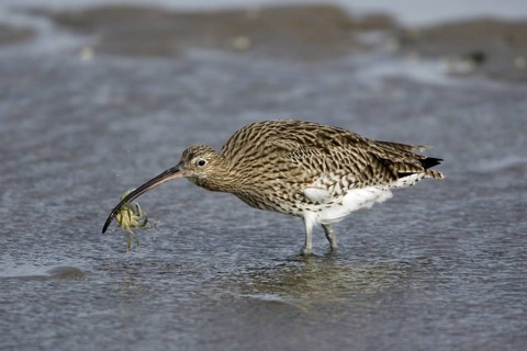Curlew with seized crab, Northumberland national park, England (Numenius arquata)