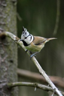 Crested Tit (Parus cristatus), Lower Saxony, Germany, Europe