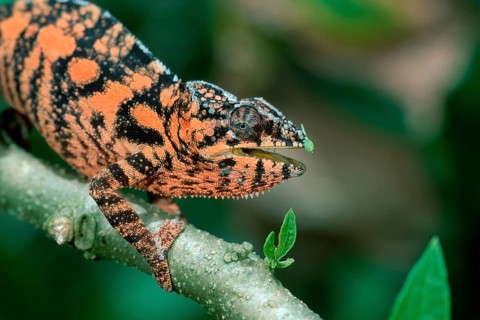 Parson's chameleon, male (Chamaleo parsonii), side, Madagascar, Africa